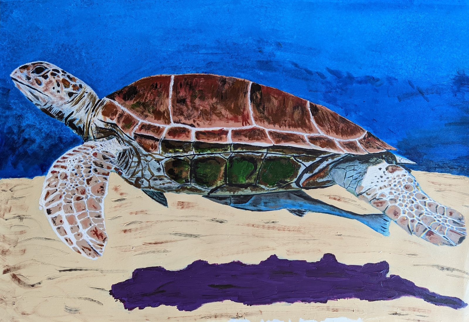 Green Sea Turtle